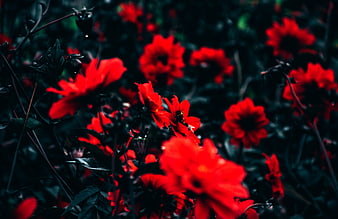 Vibrant red flowers with a bee in a dark garden