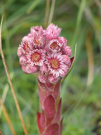 Close-up of pink alpine joubarbe flower cluster