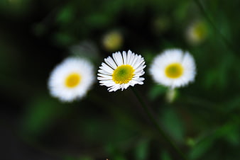Close-up of a white daisy with yellow center in a garden