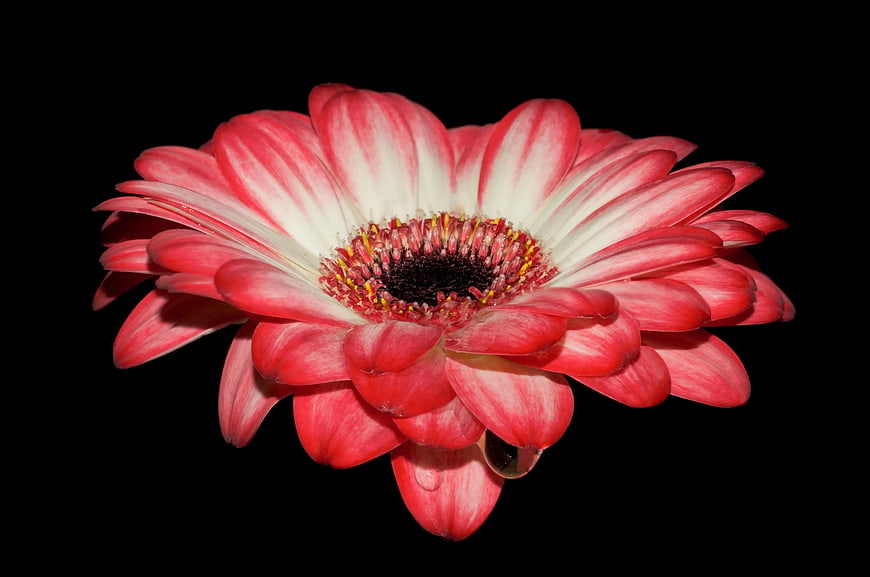 Red and White Gerbera Daisy on Black Background