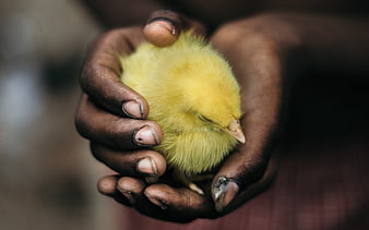 Close-up of hands holding a small yellow baby chick