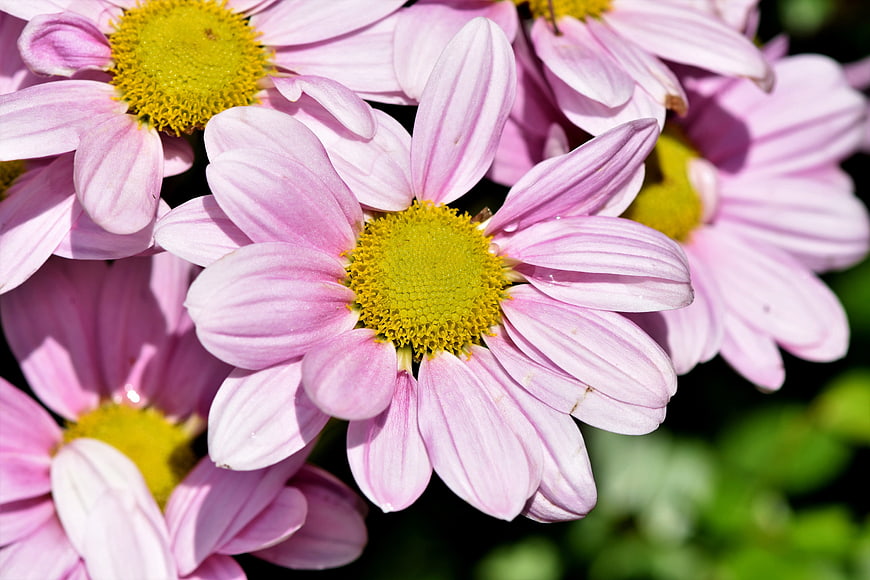 Close-up of Pink Cape Marguerite Flowers with Yellow Centers