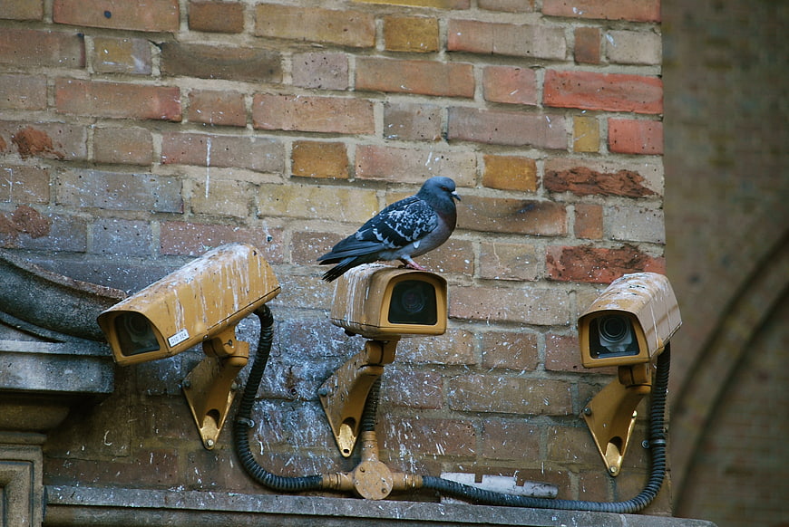 Pigeon perched on yellow security cameras against brick wall
