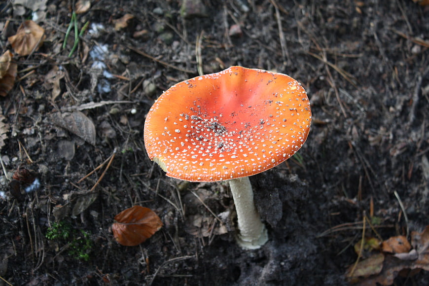 Red Fly Agaric Mushroom in Forest Soil
