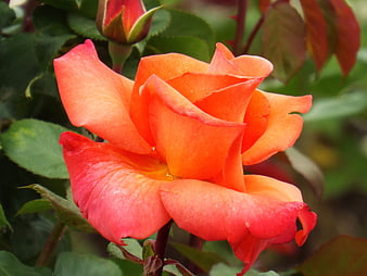 Close-up of vibrant orange rose with green leaves