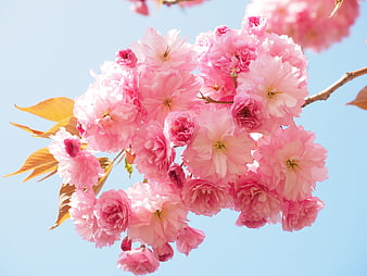 Pink Cherry Blossoms on Branch Against Blue Sky
