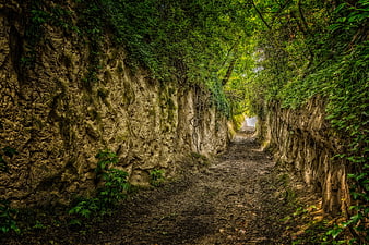 Mossy limestone hollow way path in lush green forest