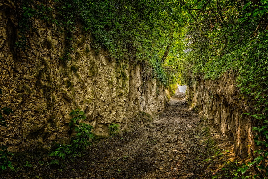 Mossy limestone hollow way path in lush green forest