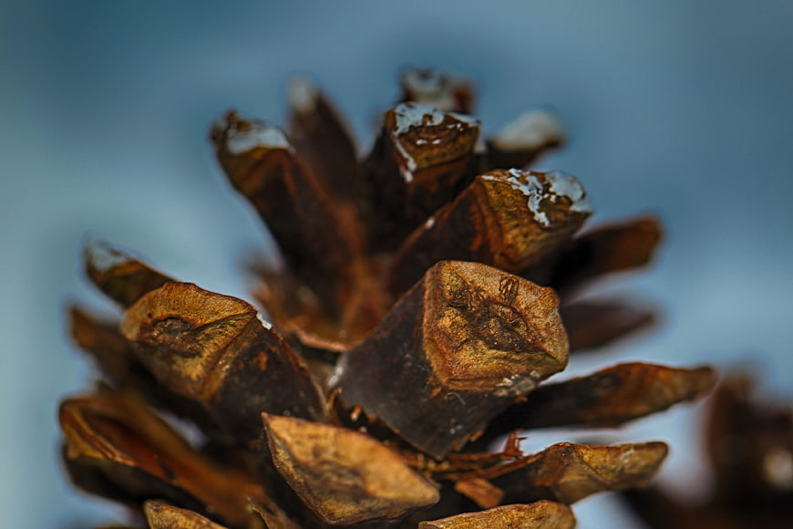Close-up of a brown pinecone with snow on a blue background