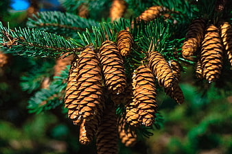 Close-up of brown pine cones on a green fir branch