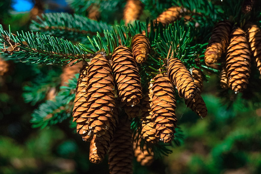 Close-up of brown pine cones on a green fir branch