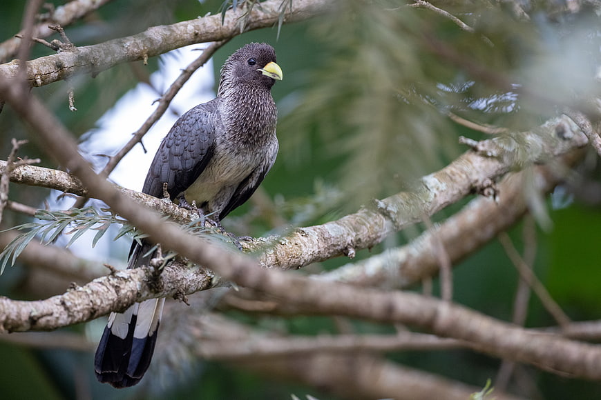 Grey Plantain-eater perched on a tree branch in nature