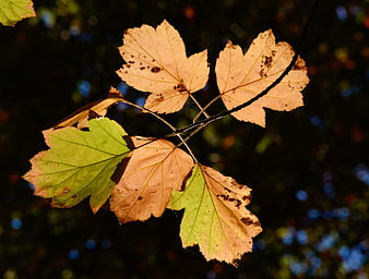 Backlit autumn leaves on a branch against a dark forest background