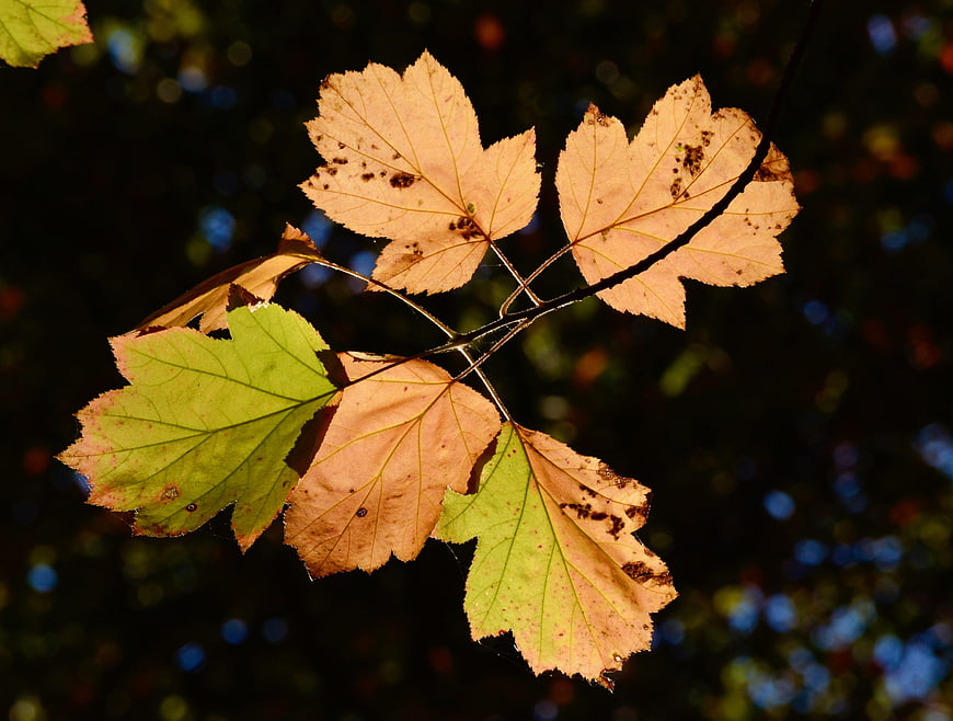 Backlit autumn leaves on a branch against a dark forest background