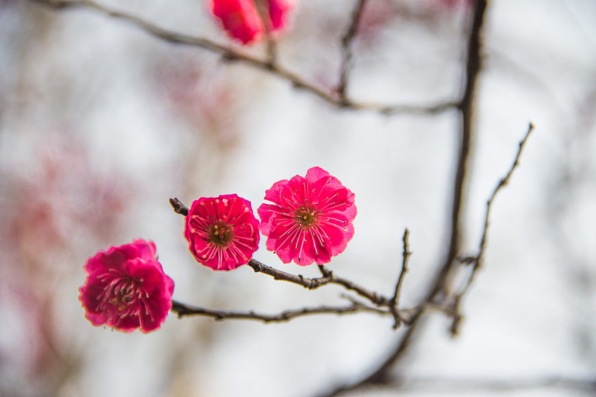 Vibrant pink plum blossoms on a branch against a blurred background