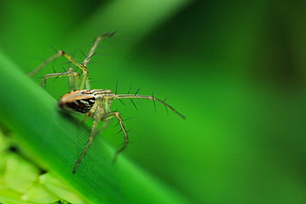Close-up of a Striped Spider on a Green Leaf
