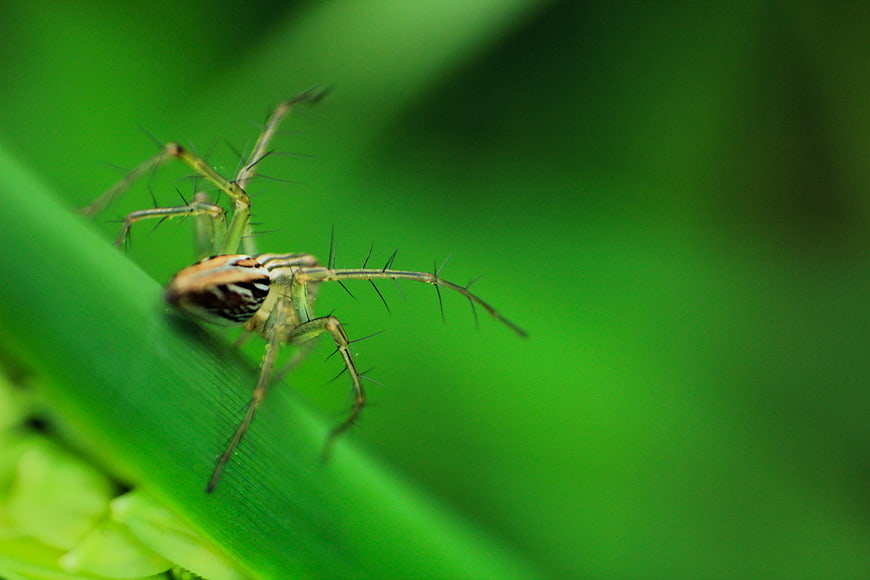 Close-up of a Striped Spider on a Green Leaf