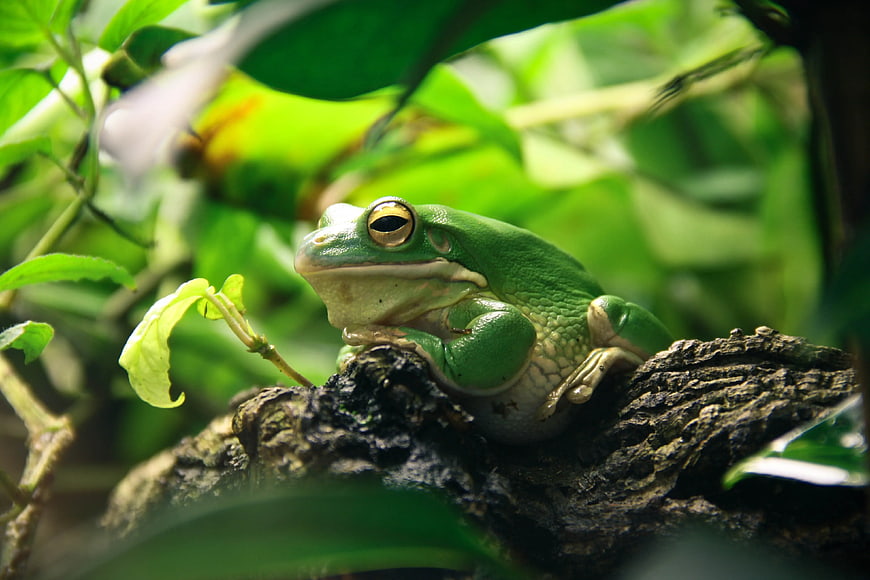 Close-up of a Green Tree Frog Resting on a Branch
