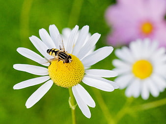 Hoverfly on White Daisy Close-Up