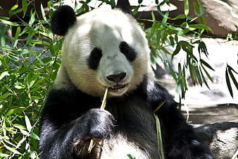 Giant Panda Eating Bamboo Stalks In Natural Green Habitat