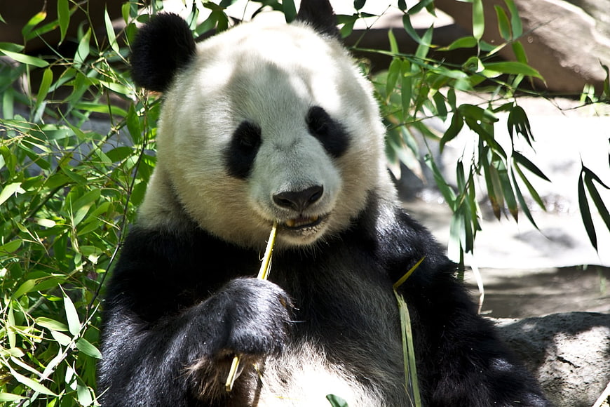 Giant Panda Eating Bamboo Stalks In Natural Green Habitat