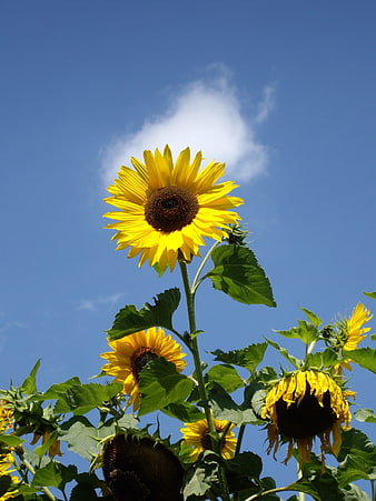 Vibrant Sunflowers Against Blue Sky with Cloud