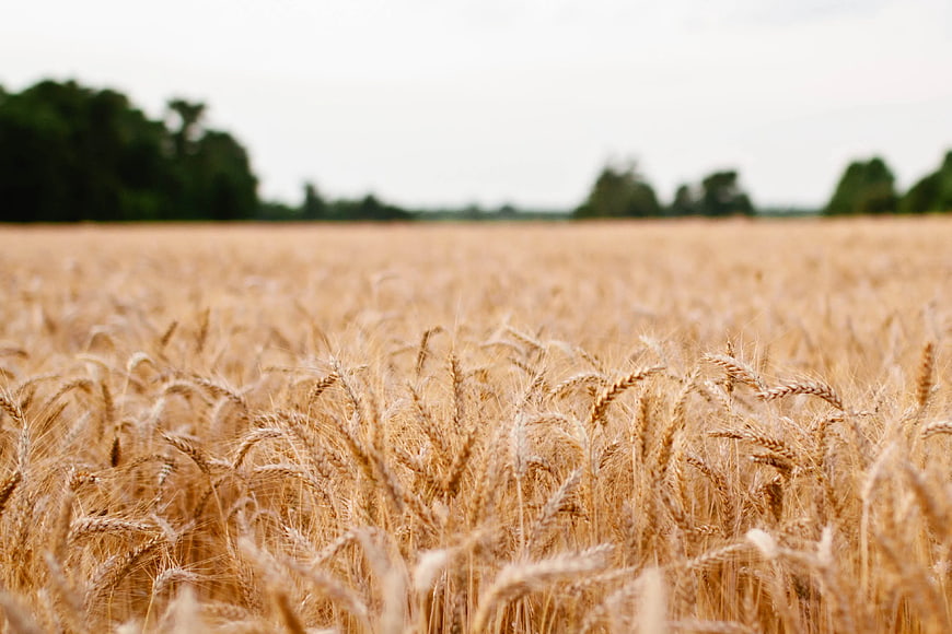 Golden Wheat Field with Blurred Background