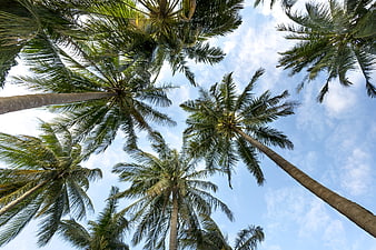 Low angle view of tall coconut palm trees against blue sky