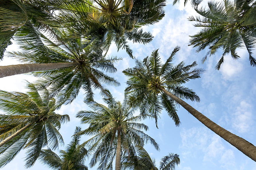 Low angle view of tall coconut palm trees against blue sky