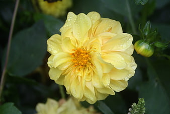 Close-up of Yellow Dahlia with Water Droplets