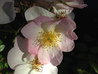 Close-up of pink and white wild rose with yellow stamens