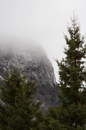 Misty Mountain Peak with Pine Trees in Foreground
