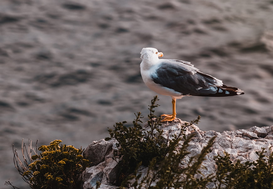 Seagull perched on rocky cliff overlooking ocean waves
