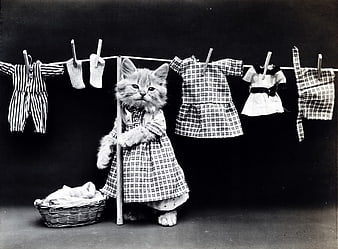 Vintage black and white photo of kitten in dress by clothesline