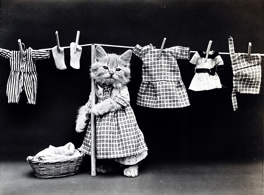 Vintage black and white photo of kitten in dress by clothesline