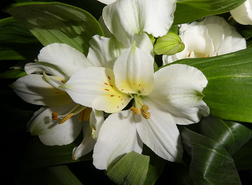 Close-up of white lily flower with green leaves