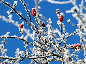 Frost-covered branches with red berries against blue sky