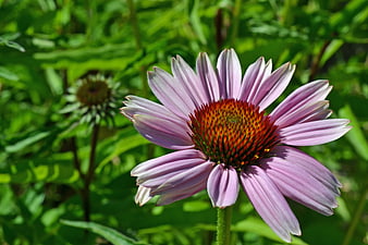 Close-up of a purple coneflower in a green garden