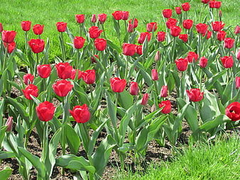 Vibrant Red Tulips Blooming in a Spring Garden Bed