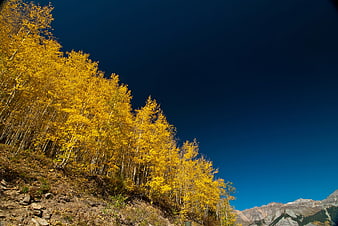 Golden Aspen Trees on Mountain Slope Against Blue Sky