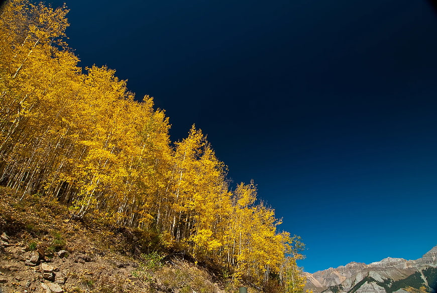 Golden Aspen Trees on Mountain Slope Against Blue Sky