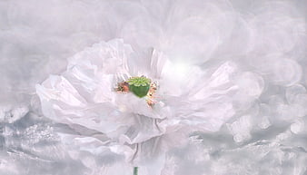 White Poppy Flower in Snow with Bokeh