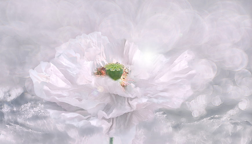 White Poppy Flower in Snow with Bokeh