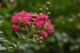 Close-up of vibrant pink crepe myrtle flowers with buds