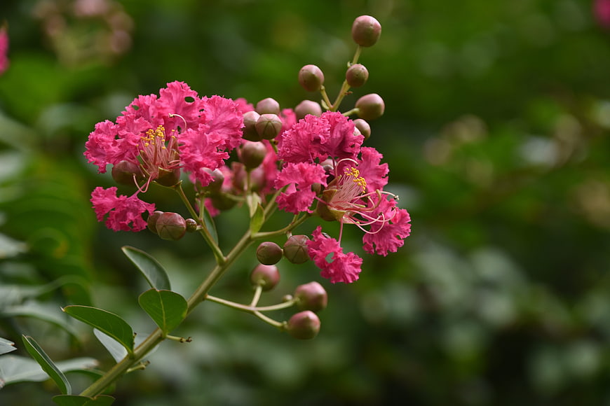 Close-up of vibrant pink crepe myrtle flowers with buds