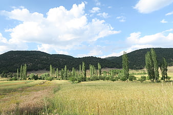 Rural Landscape With Wheat Field, Trees, And Distant Hills