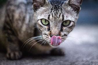 Close-up of a tabby cat licking its nose