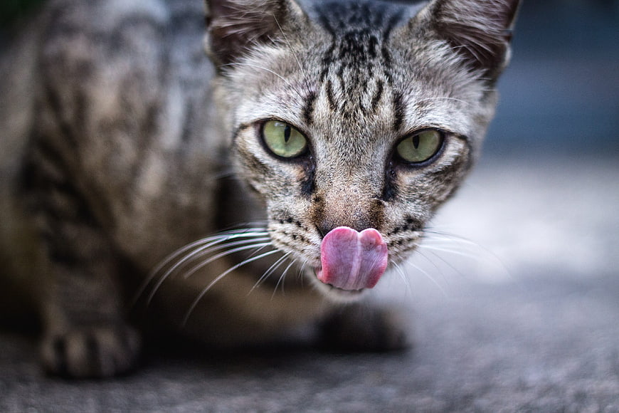 Close-up of a tabby cat licking its nose