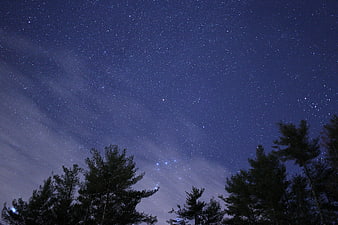 Starry Night Sky Over Pine Forest Silhouette