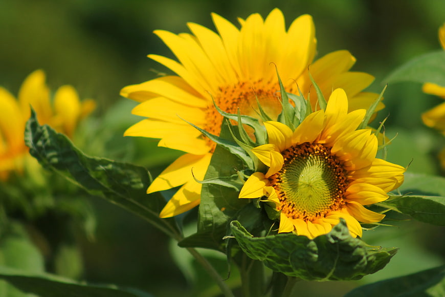 Vibrant Sunflowers in Bloom with Green Leaves